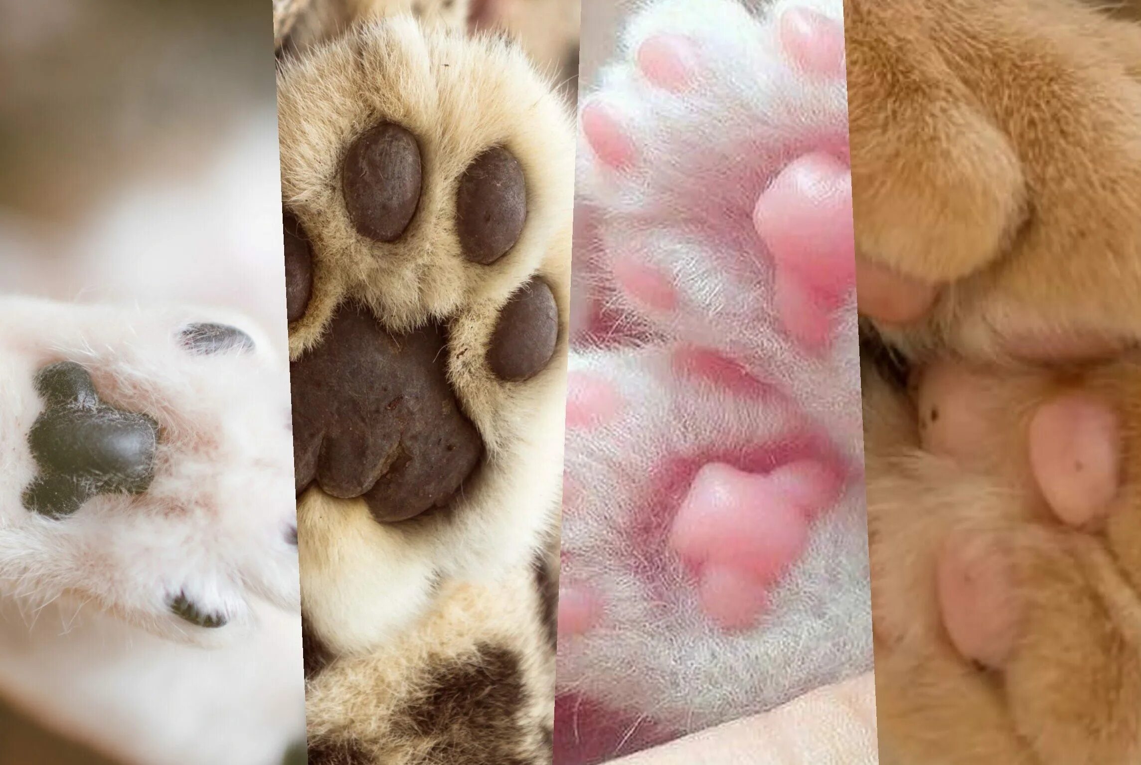 Цвет подушечек лап у кошек. Лапа шпица. лапа с розовыми подушечками. подушечки на лапках у кошек.