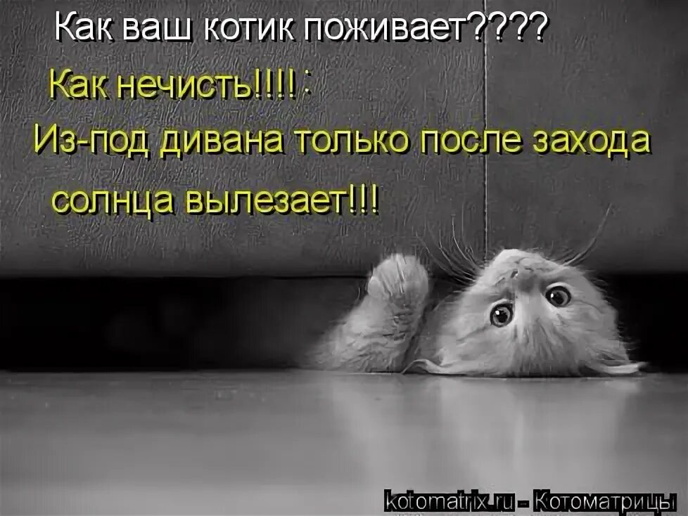 кот и хозяйка. картинки. мне так удобно. котик wawa. быть вашим котом.