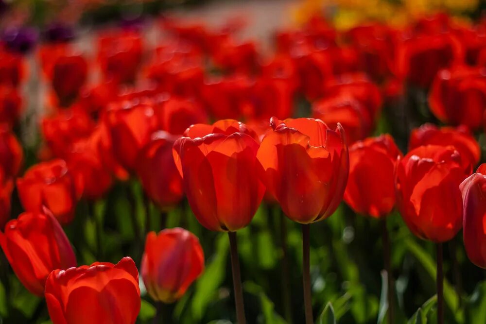 Никитский ботанический сад тюльпаны. Тюльпаны парад дарвиновы гибриды. Дарвиновы гибриды тюльпаны голден парад. Тюльпан парад. Тюльпан голден парад.