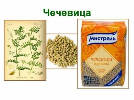 Значение слова чечевица