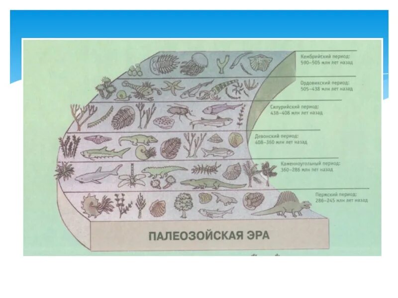 Палеозой периоды схема. Палеозойская Эра схема. Растения палеозойской схемы. Палеозойская Эра плакат. Развитие жизни на земле презентация 9 класс