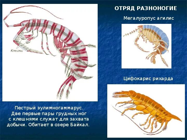 В каких климатических зонах обитают членистоногие. В каких климатических зонах обитают членистоногие