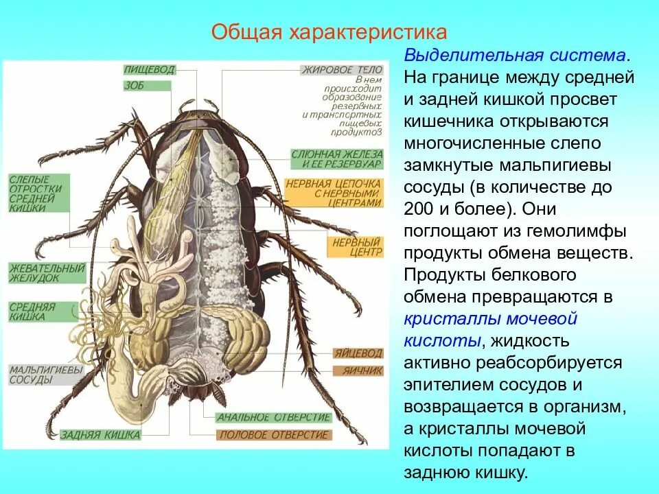 Какой класс имеет мальпигиевы сосуды. Выделительная система насекомых жировое тело. Мальпигиевые сосуды у насекомых. Мальпигиевы сосуды. Выделительная система представлена мальпигиевыми сосудами.