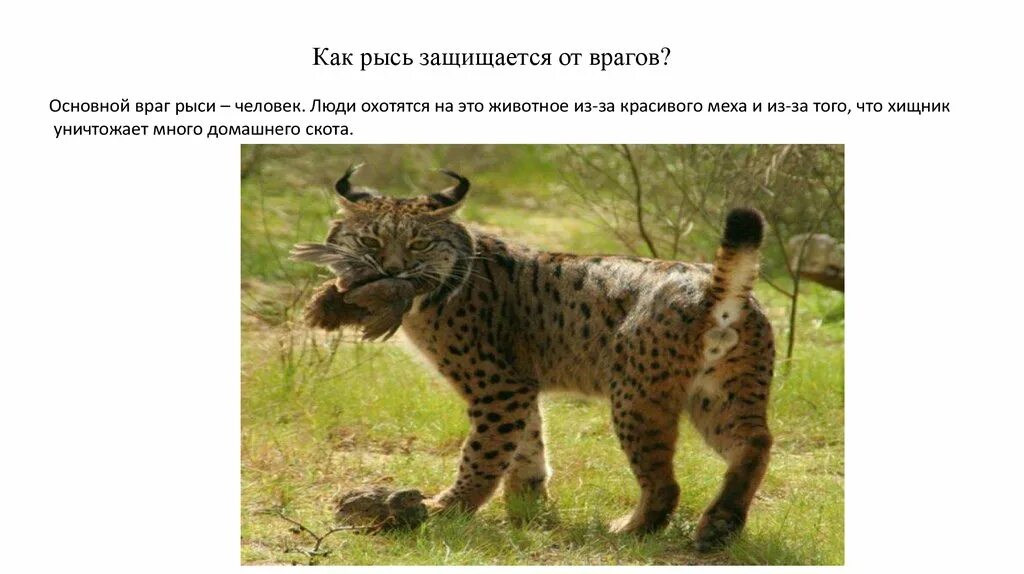 Растения которые защищаются от врагов. Как защищается от врагов. Как защититься от врагов. Враги ящериц. Еж защищается иголками от врагов.