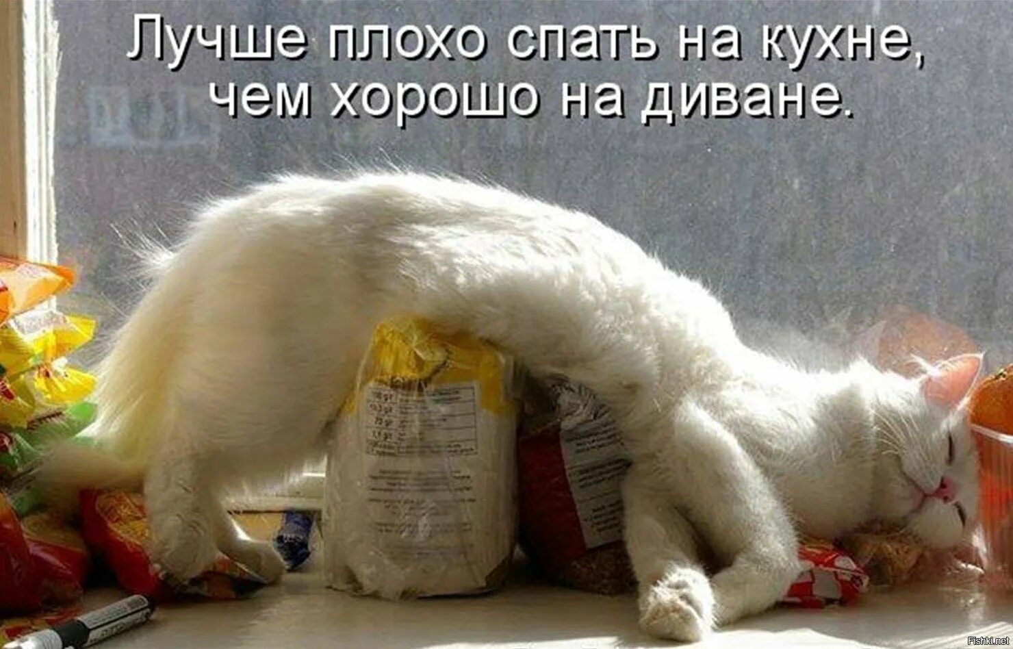 Животные с юмором. Веселые цитаты про выходные. Понедельник день тяжелый. День то что надо. Цитаты о радости смешные.