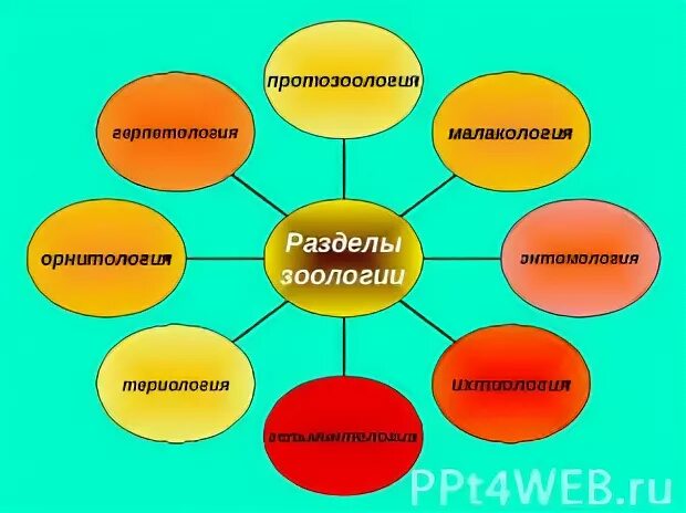 Териология это наука изучающая. Протозоология. Орнитология разделы зоологии. Разделы зоологии 7.