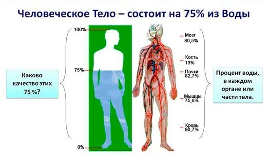 Человек на 75 состоит из воды. Организм человека состоит из. Из чего состоит человек. Человеческое тело состоит из воды. Кровь и кровообращение.