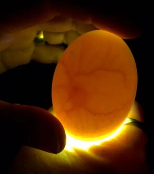 Как узнать есть ли в яйце зародыш. Овоскопирование куриных яиц на 11 день. Овоскопирование гусиных яиц. Овоскопирование куриных яиц на 18 день. Овоскопирование утиных яиц.