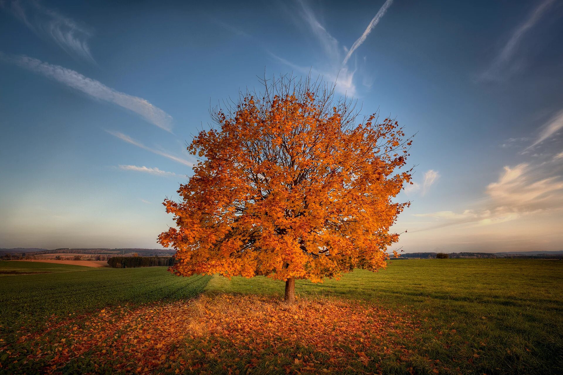 Картинки деревьев осенью. Клен дерево. Осеннее дерево. Осень деревья. Деревья осенью.