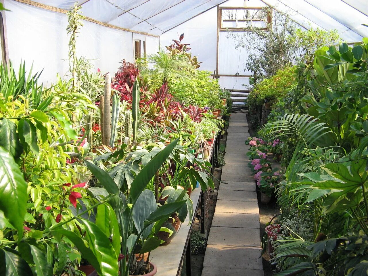 Рододендрон шлиппенбаха в приморье. Оранжевые звёздные цветы на байкале. Санами питомник шелехов. Рододендрон шлиппенбаха. Эндемики байкала зундукский копеечник.