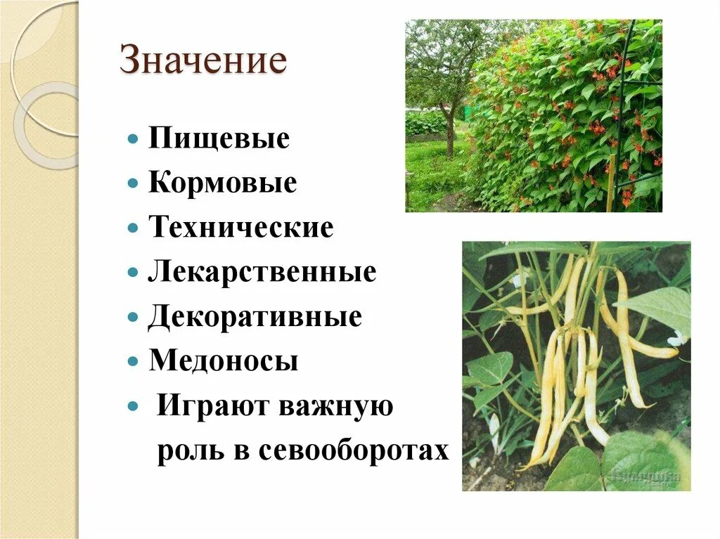 Назовите растительные корма. Пищевые и кормовые растения. Кормовые и технические культуры что это. Пищевые декоративные кормовые растения. Пищевые кормовые декоративные растения примеры.