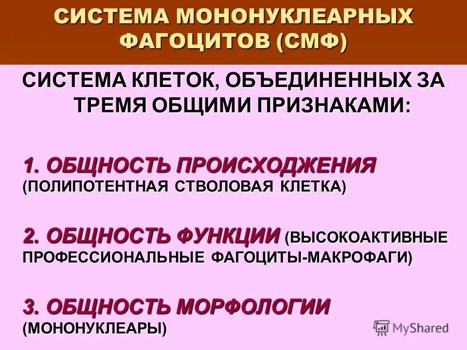 Понятие о макрофагической системе. Система мононуклеарных фагоцитов. Система мономукоагрных фагоцитоза. Мононуклеарная фагоцитирующая система. Система мононуклеарных макрофагов.