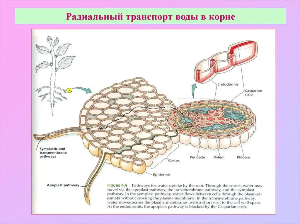 Передвижение воды в корне. Радиальный транспорт воды. Радиальный транспорт воды по корню. Радиальный транспорт воды в растении. Транспорт воды в корне.