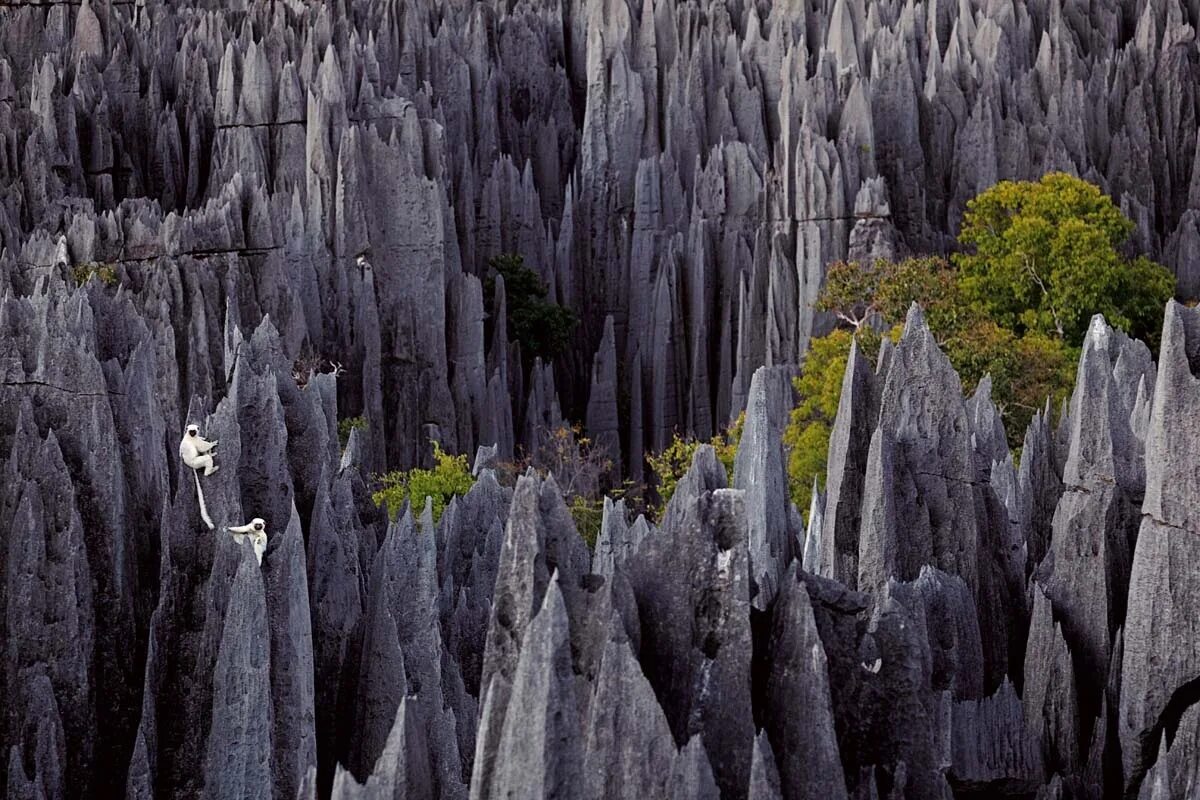 Была одной из самых острых. Цинги де Бемараха Мадагаскар. Заповедник Цинжи-дю-Бемараха Мадагаскар. Цинги-де-Бемараха каменный лес на Мадагаскаре. Каменный лес Цинжи-дю-Бемараха.