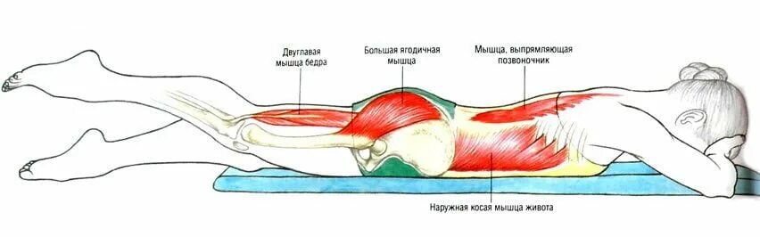 Лежать на животе после операции. Мышцы разгибатели позвоночника упражнения. Упражнения на разгибание в тазобедренных суставах мышцы. Разгибание бедра ягодичная мышца. Упражнения для разгибателей тазобедренного сустава.