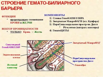 Ткани поджелудочной железы