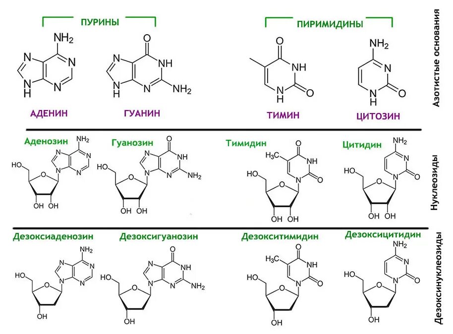 Аденин гуанозин. Гуанозин в гуанин. Нуклеозид из гуанина. Нуклеотид Тимин.