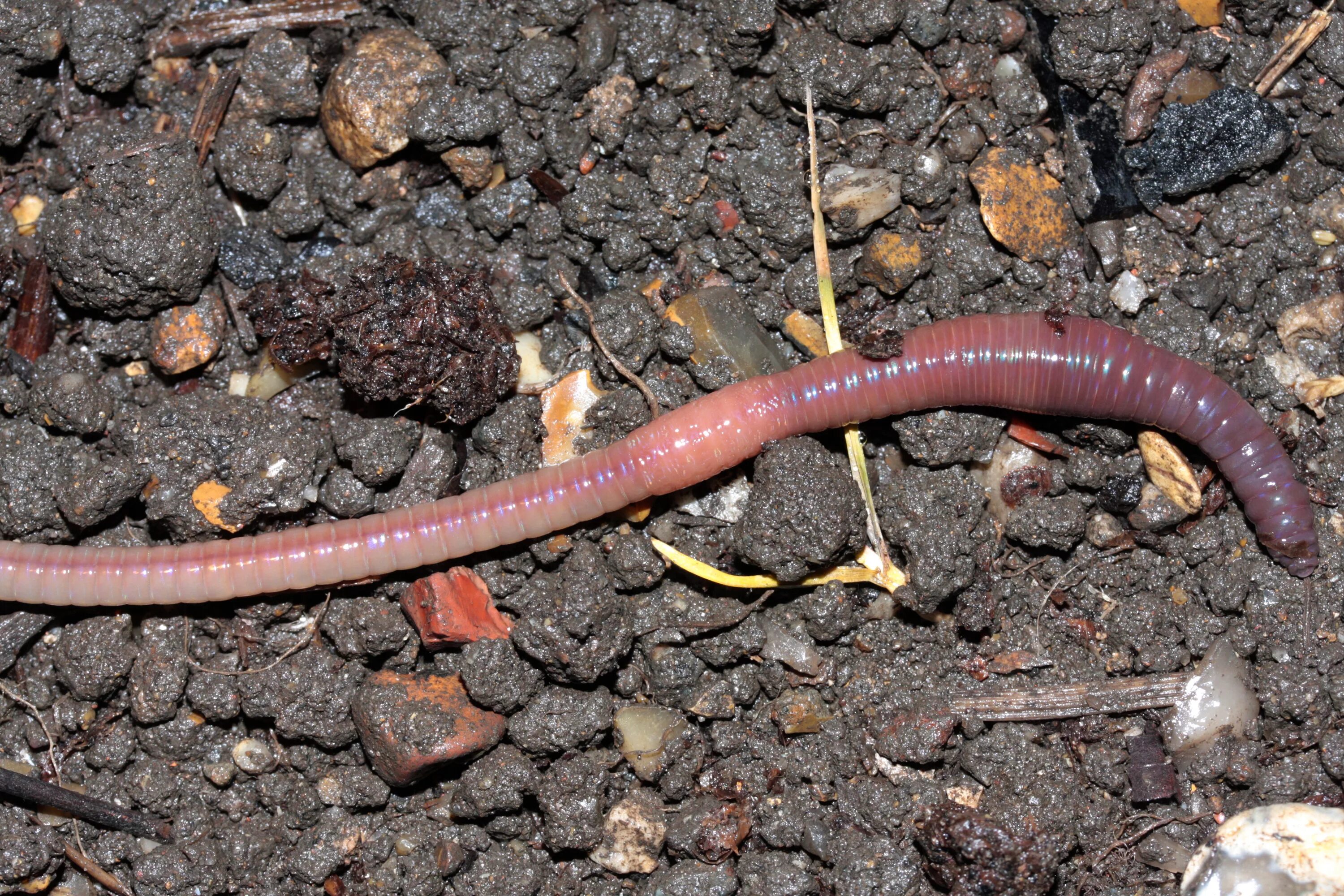 К чему снятся червяки дождевые. К чему снятся червяки дождевые. Дождевые черви спариваются. Дождевые черви eisenia fetida. К чему снятся червяки дождевые.