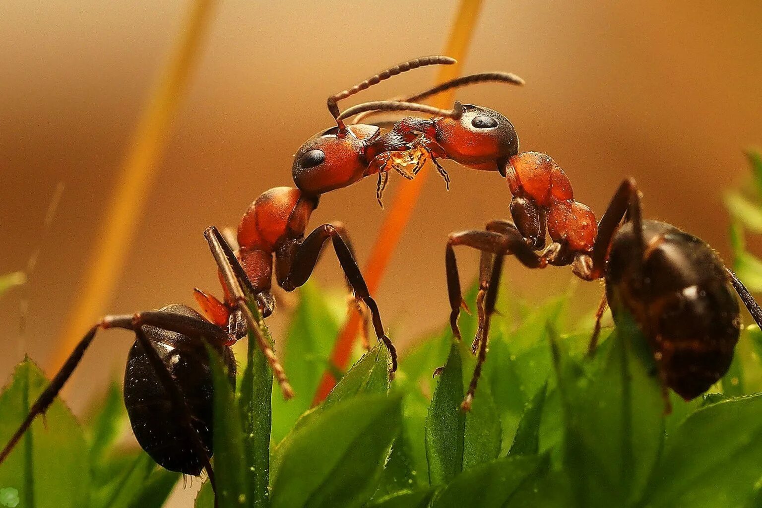 Мир насекомых