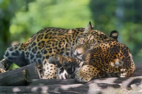 Jaguars 1
