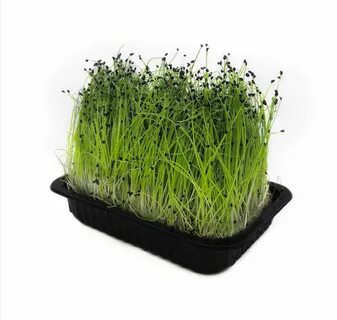 Greens микрозелень