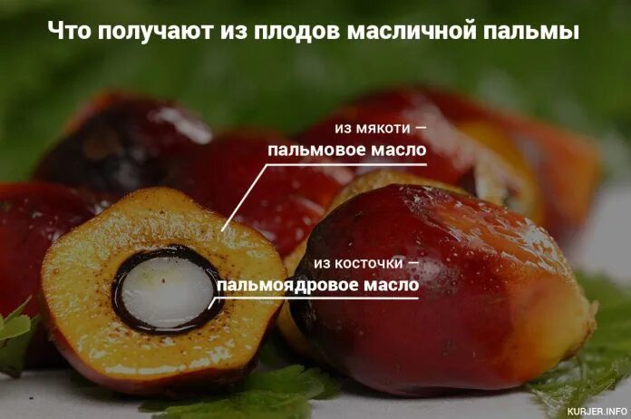 Пальмовое масло пальма. Пальмоядровое пальмовое разница. Пальмовое масло. Пальмоядровое ши. Пальмовое масло.