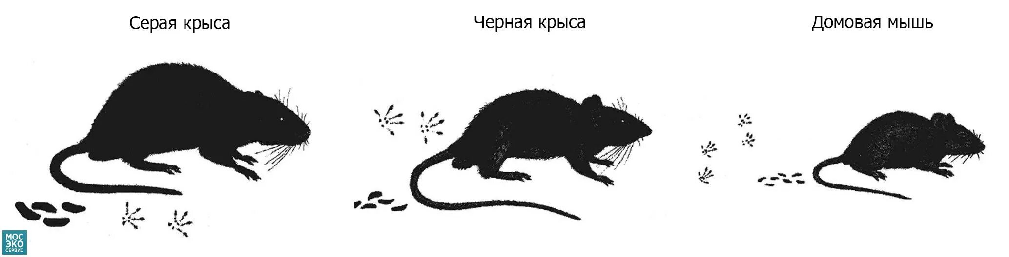 Как крыса становится мышью. Отличие мыши от крысы. чем отличается мышь от крысы. мышь и крыса отличия. как определить крысу от мыши.