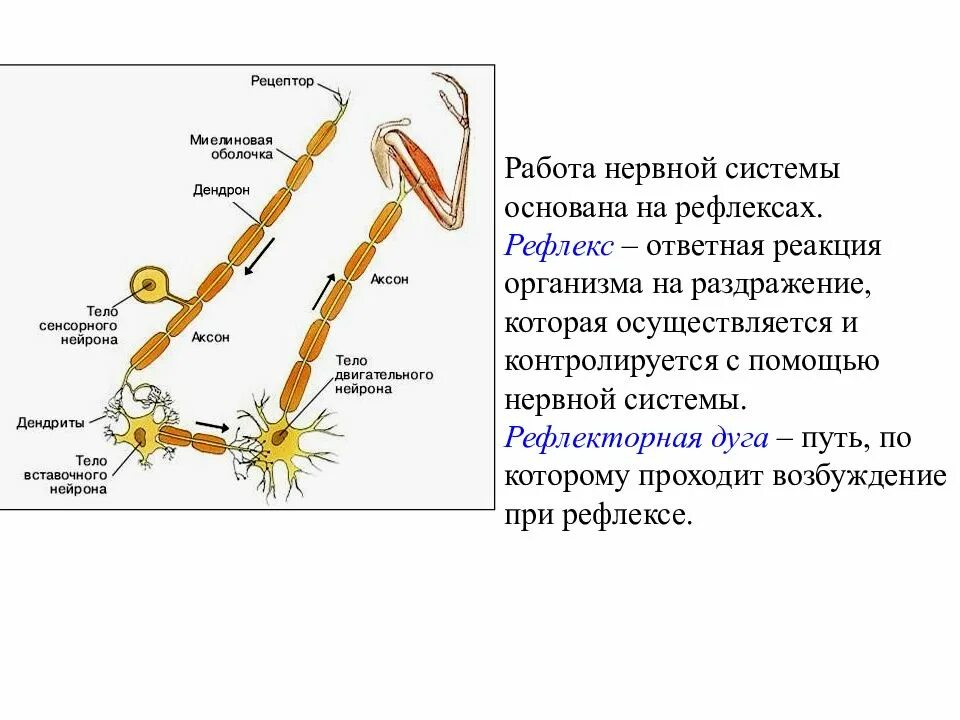 Вставочный Нейрон строение. Рефлекторная дуга дендрит и Аксон. Аксон вставочного нейрона. Дендрит вставочного нейрона.