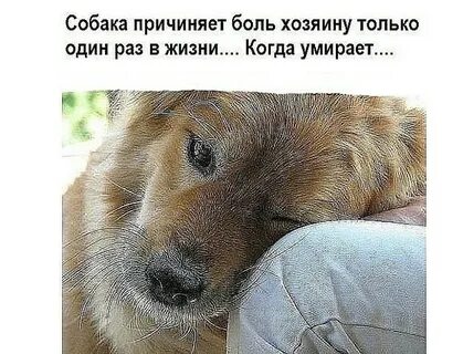 Собака не может оставаться одна
