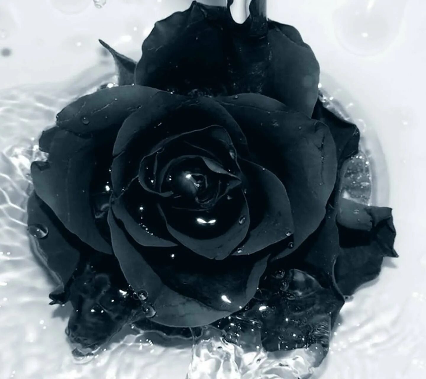 Черный подборка. Роза Халфети. Черные розы Халфети. Роза Халфети черная с белым. Красивые черные цветы.