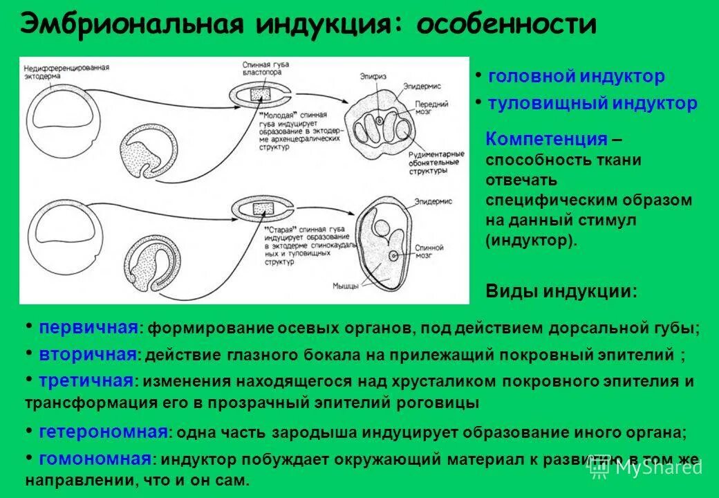 Образование неспециализированной клеточной массы развитие генеративных. Первичная и вторичная эмбриональная индукция. Опыт Шпемана эмбриональная индукция. Первичный эмбриональный индуктор. Гетерономная индукция эмбриональная это.