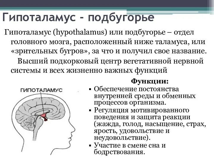 Гипофиз в голове. Таламус гипоталамус гипофиз. Гипоталамус это отдел промежуточного мозга. Функции таламуса мозга. Функции отделов головного мозга гипофиз.