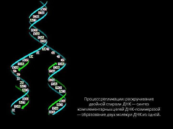 Последовательность репликации спирали днк. Раскручивание днк при репликации фермент. Последовательность репликации спирали днк. Репликация днк днк геликаза. Последовательность репликации спирали днк.