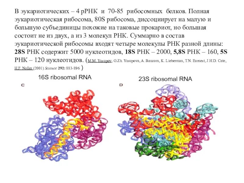 Субъединицы РРНК В рибосоме. Рибосомные РНК И белки. Состоит из РРНК И белков. Эукариотическая рибосома.