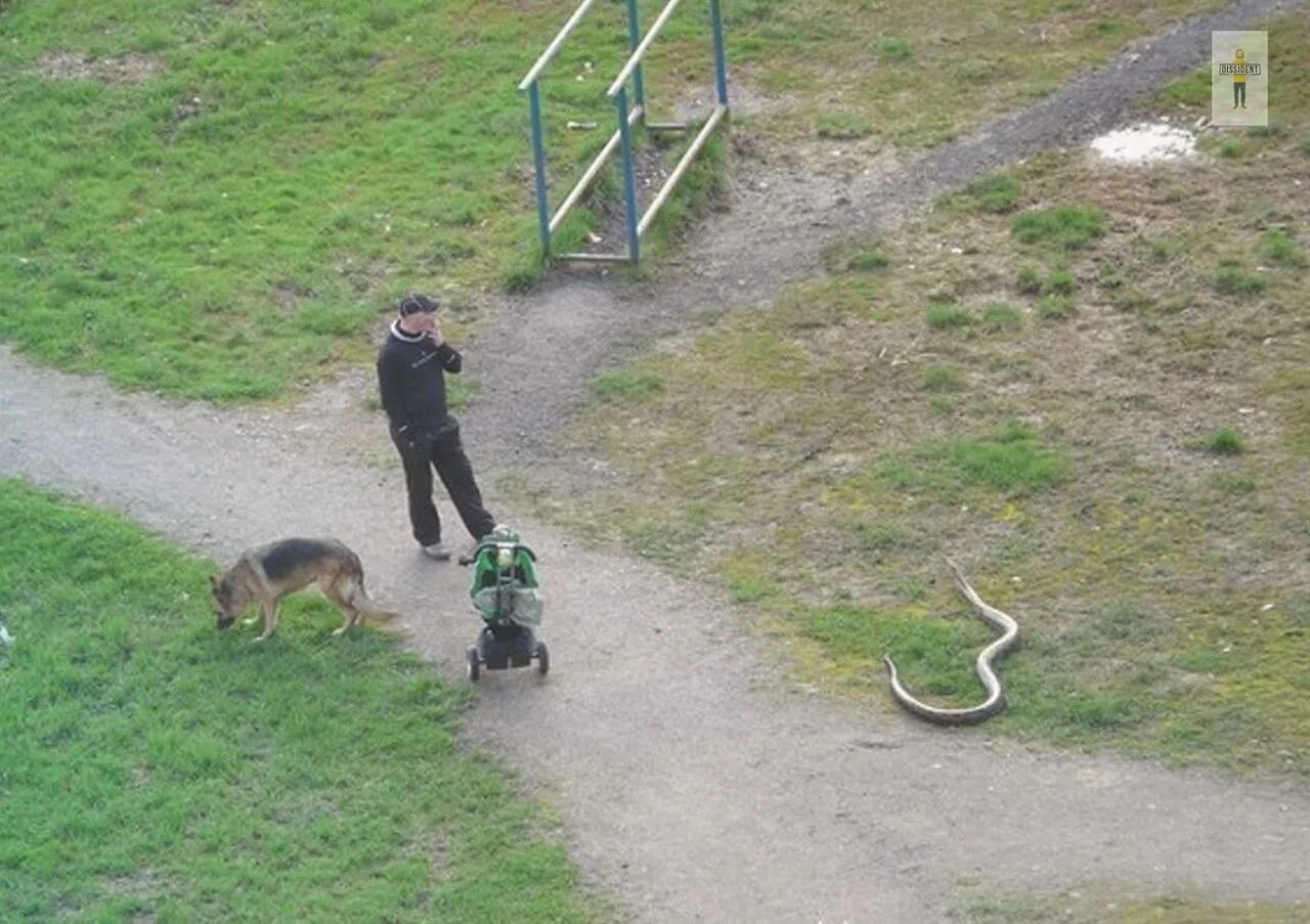 Один раз я гулял со своей собакой. Щенок и человек. Собака хочет гулять. Приколы про собак и хозяев. Один раз я гулял со своей собакой.
