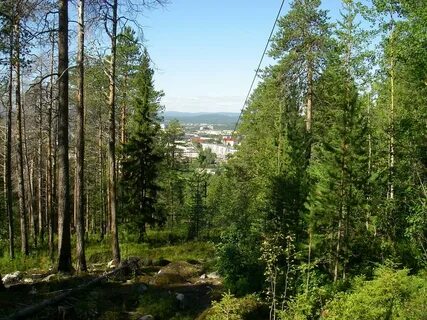 См лес