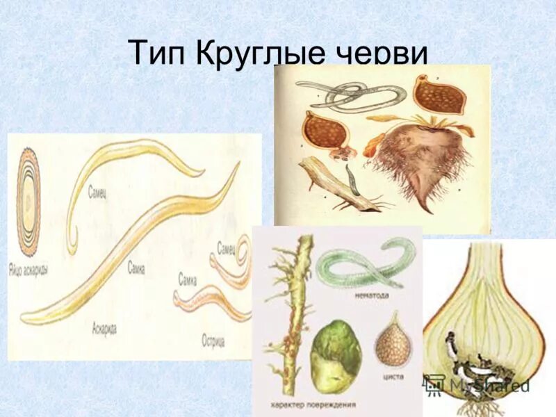 молочная планария кожно мускульный мешок. три ошибки плоские черви. тип плоские черви примеры. тело плоских червей состоит из двух слоев клетки. плоские черви трехслойные животные.
