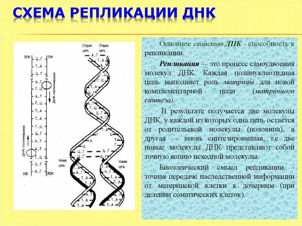 Направление матричной цепи днк. Схема репликации молекулы ДНК. Схема процесса репликации ДНК. Репликация самоудвоение ДНК. Основные процессы репликации ДНК.