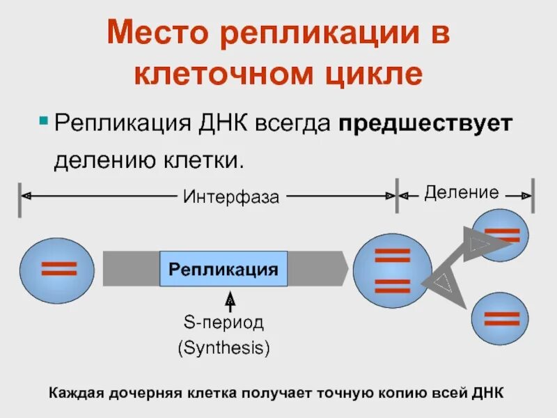 Наследственная информация в дочерних клетках