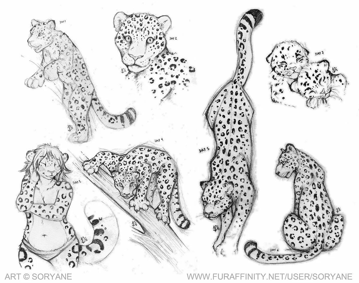 Mixtep8 leopard ecchi sketch