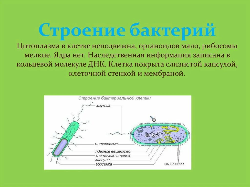 Органоиды бактериальной клетки 5 класс. Цитоплазма бактериальной клетки. Подвижная цитоплазма у бактерий. Наследственная информация у бактерий