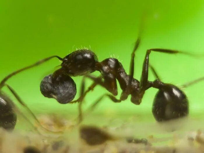 Odontomachus simillimus. Букаш Мураш. Муравей капкан. Памятник муравей Мураши.