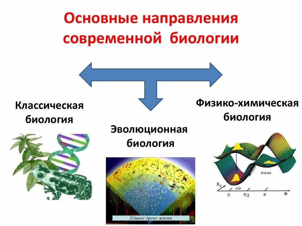 Живые организмы физико химические. Направления в развитии биологии. Современные направления в биологии. Основные направления биологии. Основные направления современной биологии.