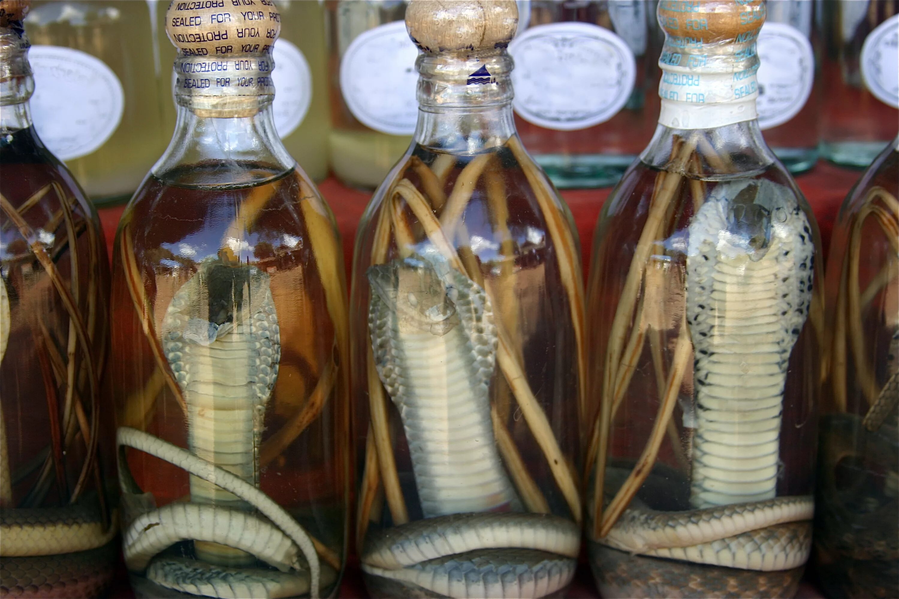 Настойка на змее. Змеиное вино из Вьетнама. Змеиное вино (Вьетнам). Snake Wine Вьетнам.