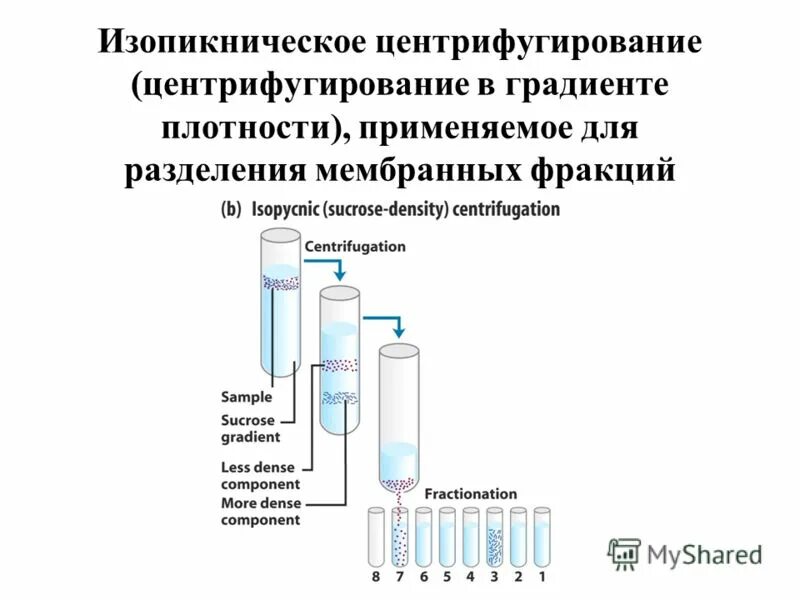 методы биологических исследований таблица центрифугирование