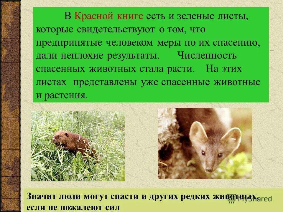 книга зелёные страницы 3 класс животные. зеленые страницы тема сообщения. зеленые страницы красной книги животные. зеленые страницы тема сообщения. зеленые страницы красной книги россии.