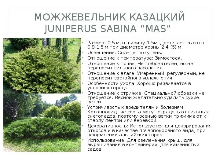 Хвойник казацкий. Можжевельник казацкий тамарисцифолия высота. Можжевельник горизонтальный блю форест. Можжевельник размер. Можжевельник горизонтальный blue chip.