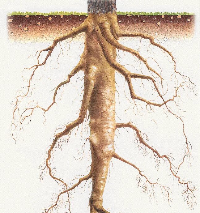 Стержневая корневая система. Стержневая корневая система ботаника. Строение корня стержневой системы. Строение корневой системы тополя. Корни тейлор