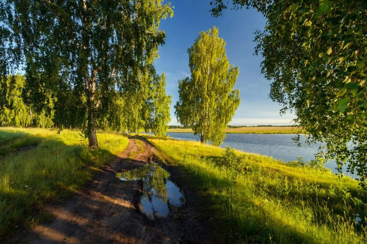 Лето в россии станет. Родные просторы Пушгоры панорама. Березовая роща Плес. Пушгоры береза. Летний пейзаж.