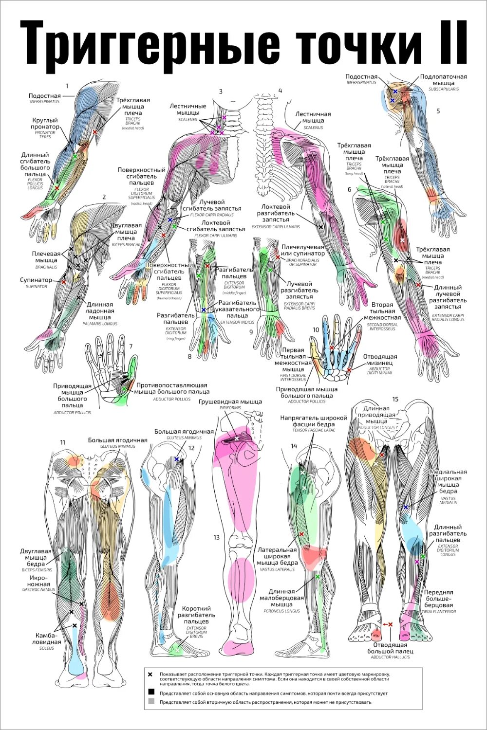 Триггерные точки это простыми словами. Плакаты в кабинет массажа. Анатомические плакаты для массажного кабинета. Плакаты мануальная терапия. Массаж триггерных точек.